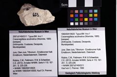 Foto (Objket + Etiketten) von Cracensigillatus acutirostrus (Moericke, 1889) 